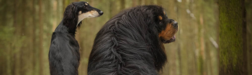 Thin and thick dogs sitting side by side in the forest, with their backs to the camera Thin and thick dogs sitting side by side in the forest, with their backs to the camera